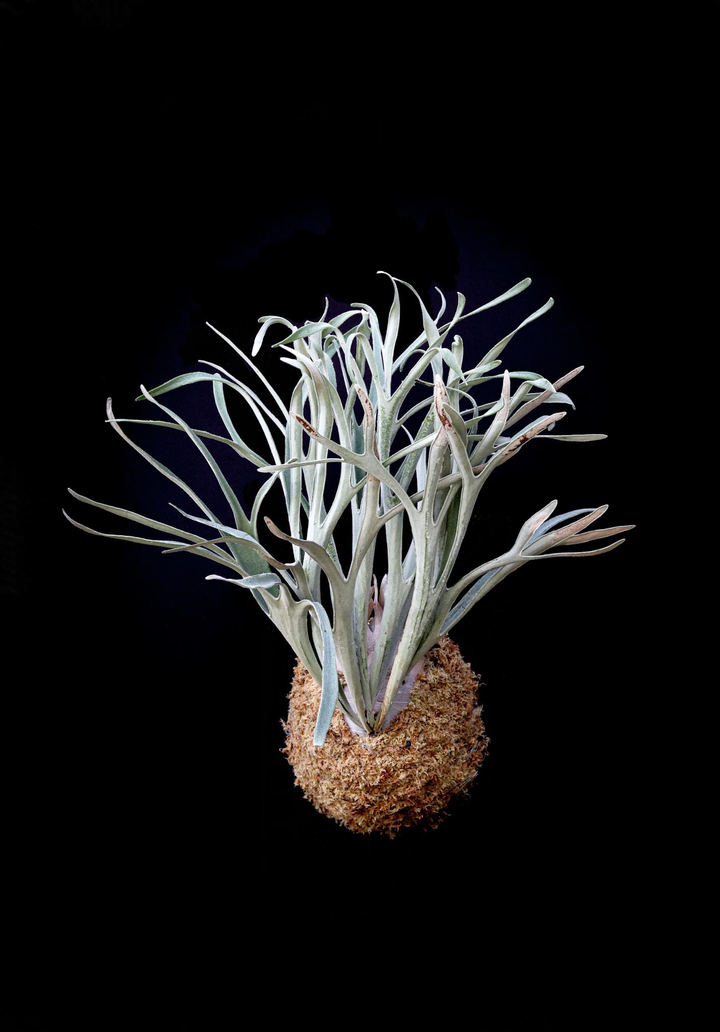 P.willinckii dwarf nook sporeling #platycerium #鹿角蕨 #麋角羊歯