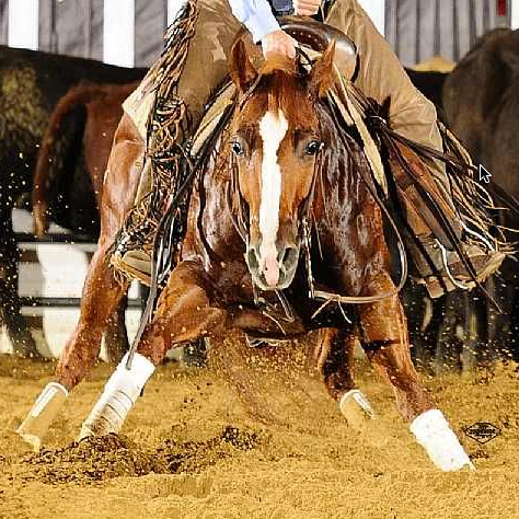 The LAST horse to enter the show pen left us all SPEECHLESS ...