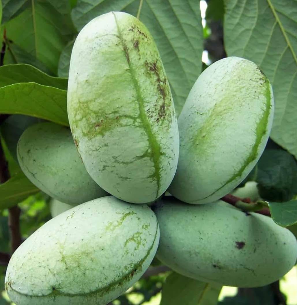 Over 2 feet Paw paw trees for sale!! - Plants & Seedlings - Fort Smith ...