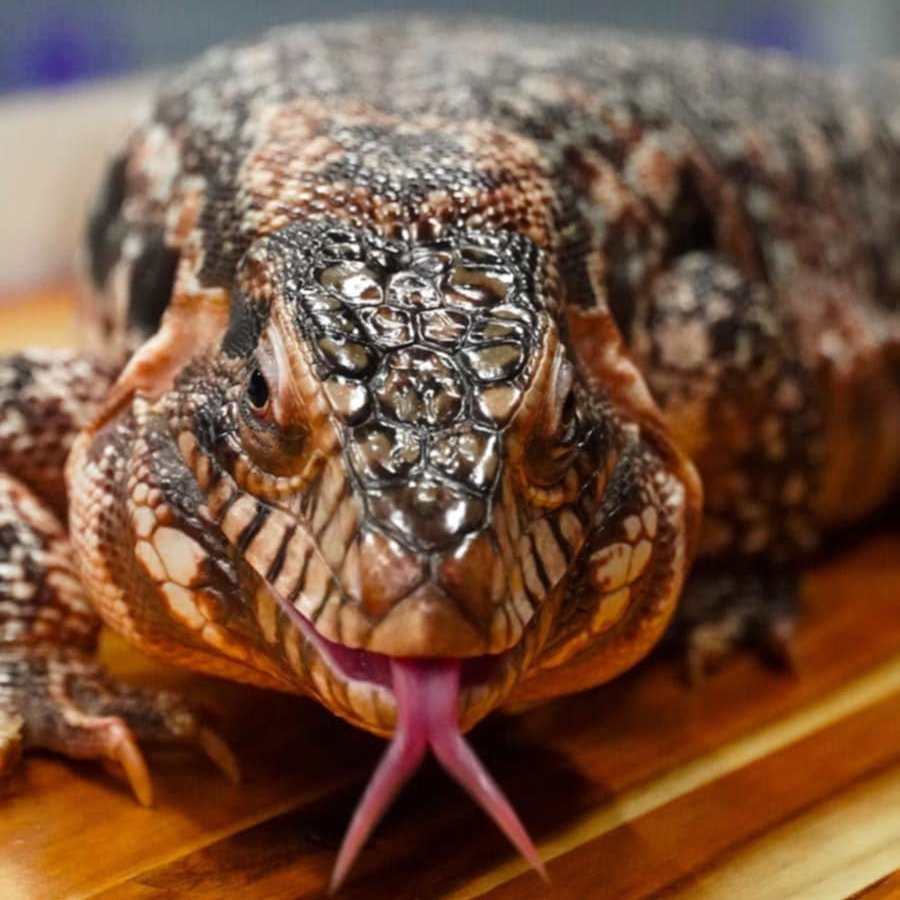 Daytona - Check out our Red Tegu, (Salvator rufescens)! They are native ...