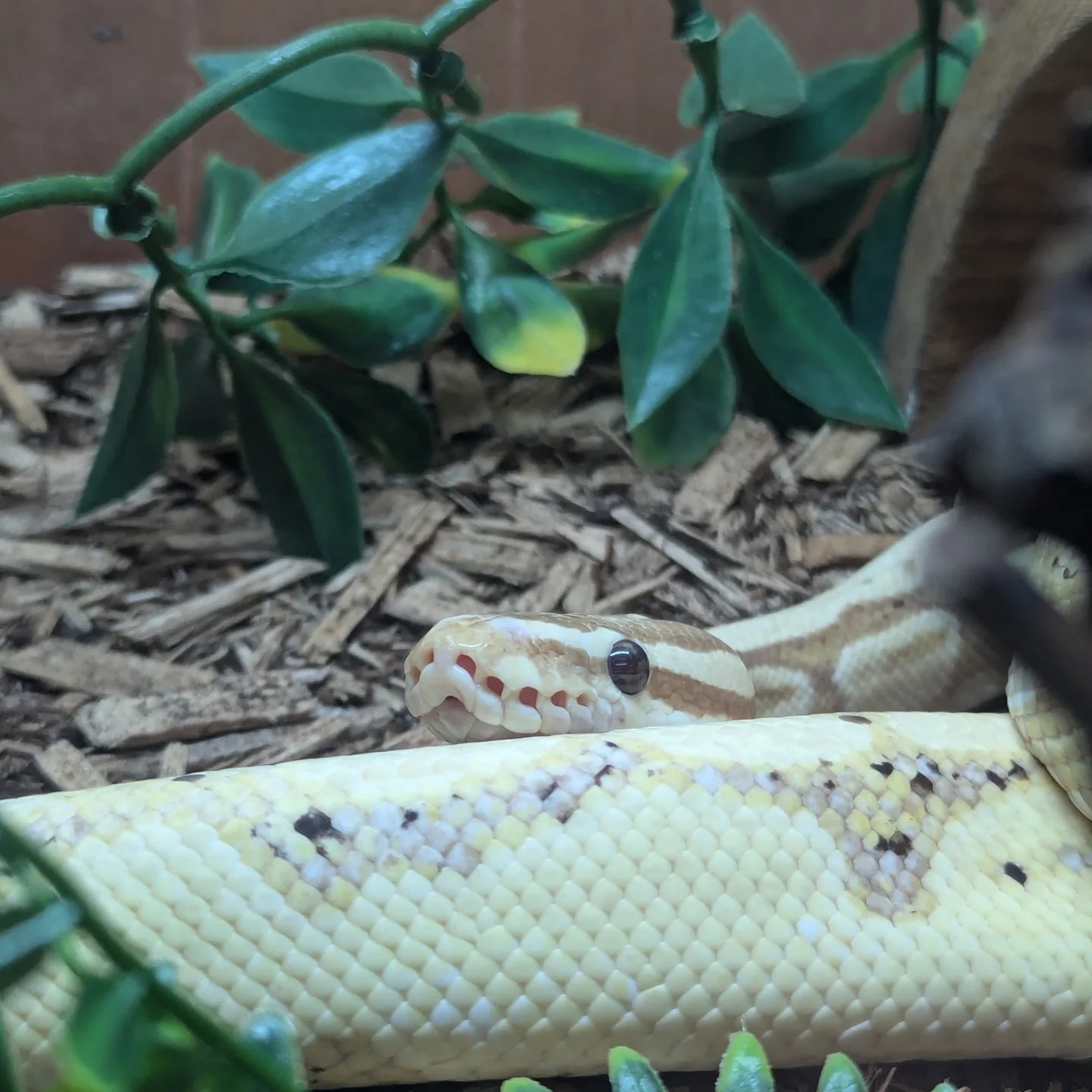 Ruby's Reptile Rescue | Pontypridd