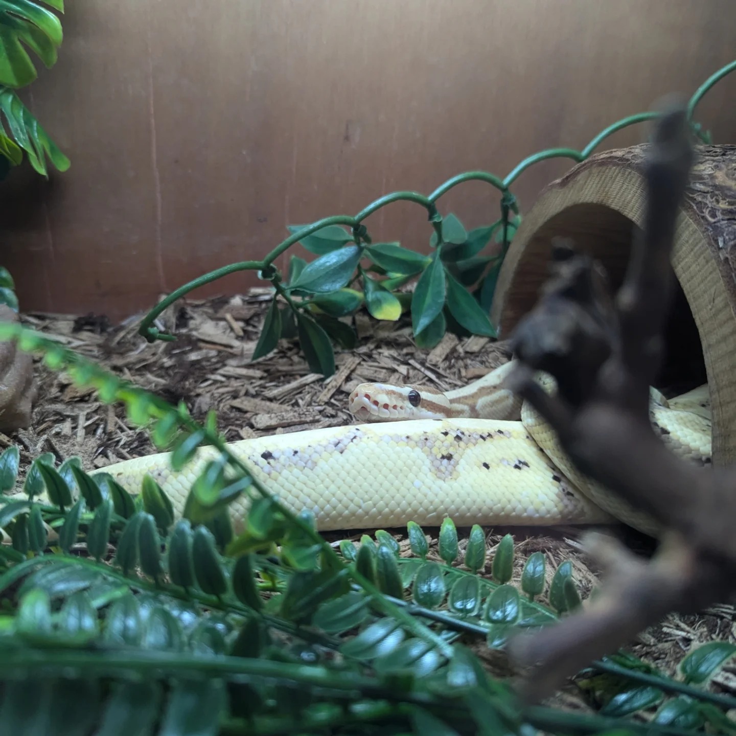 Ruby's Reptile Rescue | Pontypridd