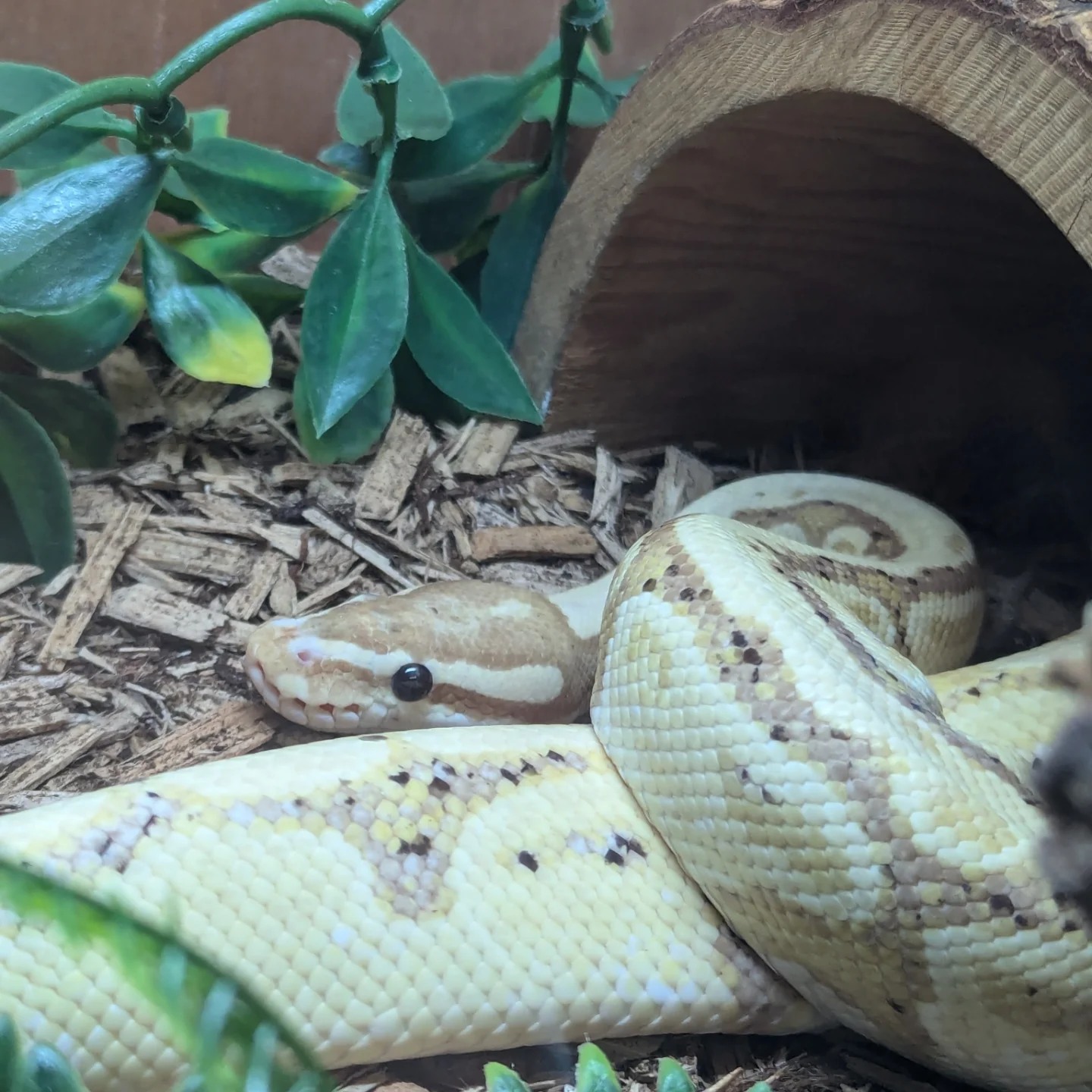 Ruby's Reptile Rescue | Pontypridd