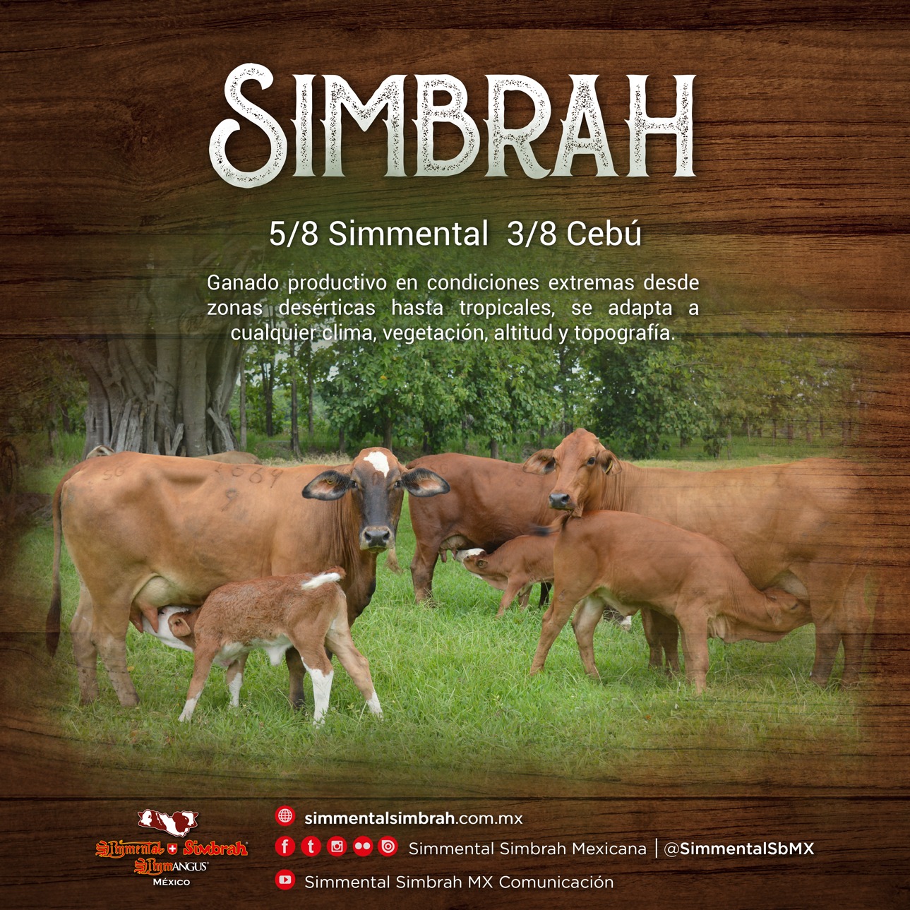 SIMBRAH Adaptación y... - Simmental Simbrah Mexicana