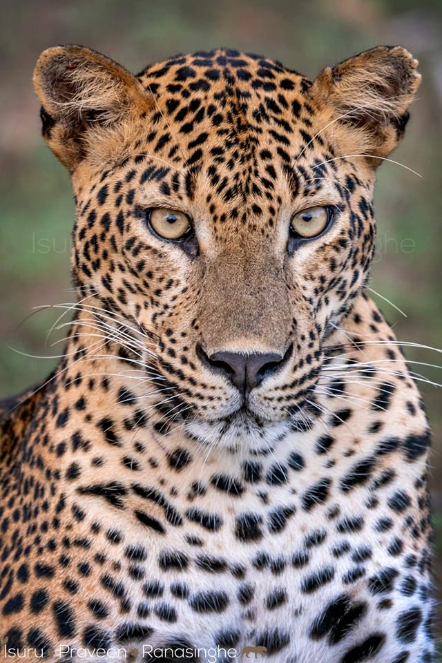 AWPC - THE PORTRAIT 👉 instagram.com/awpcwild/ This magnificent leopard ...