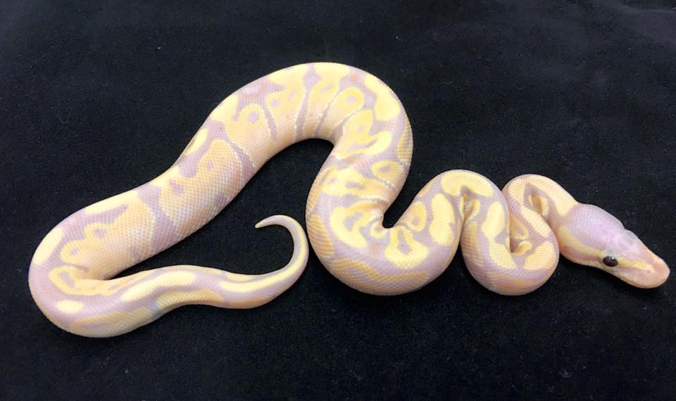 Jeff Bell's Ball Pythons