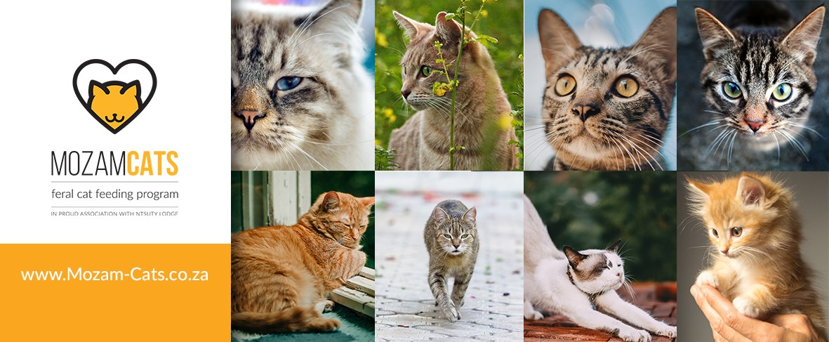 Mozam Cats