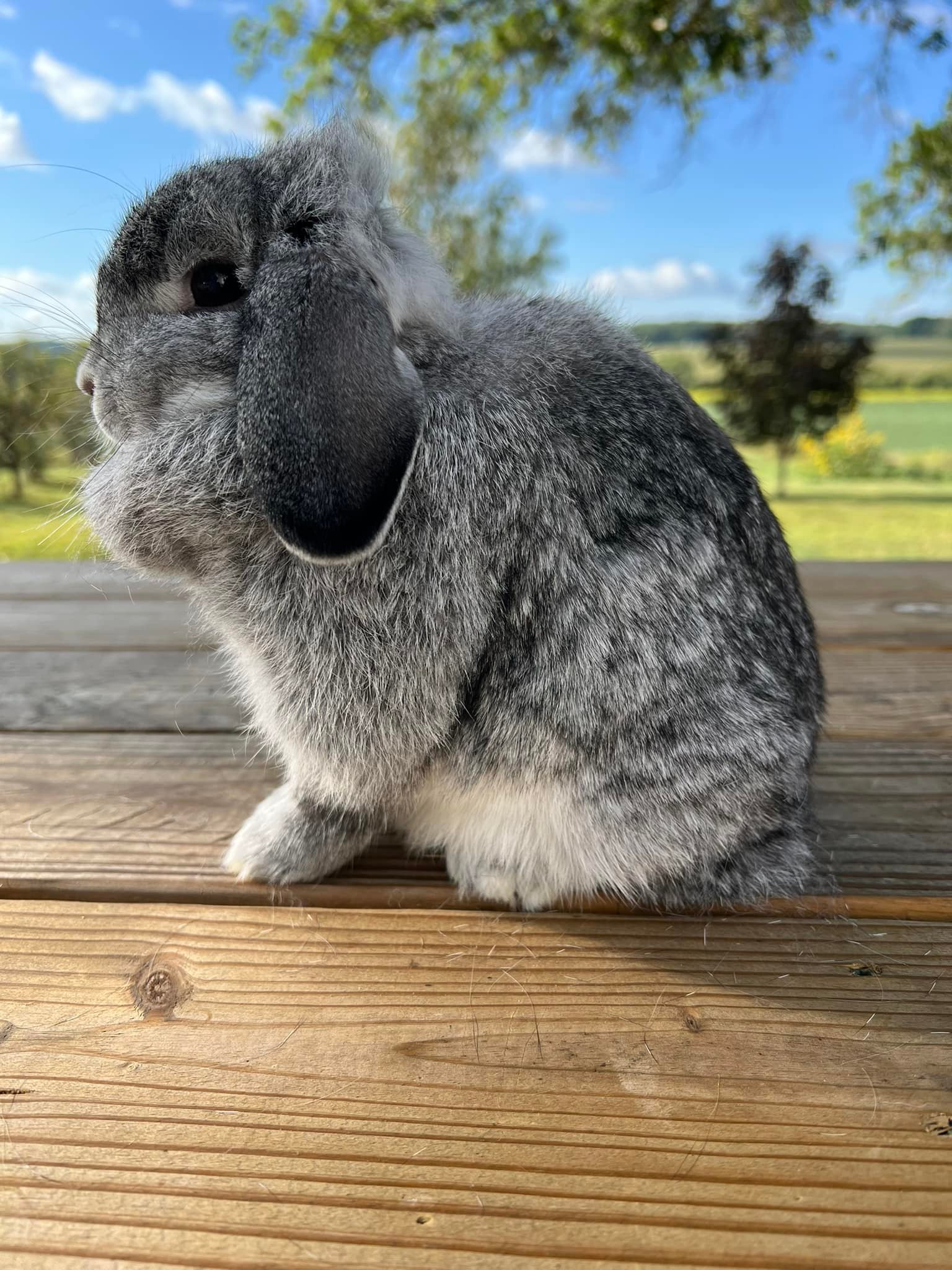 Really Rascally Rabbits