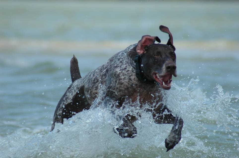 We are... - German Shorthaired Pointer Club of Minnesota | Facebook