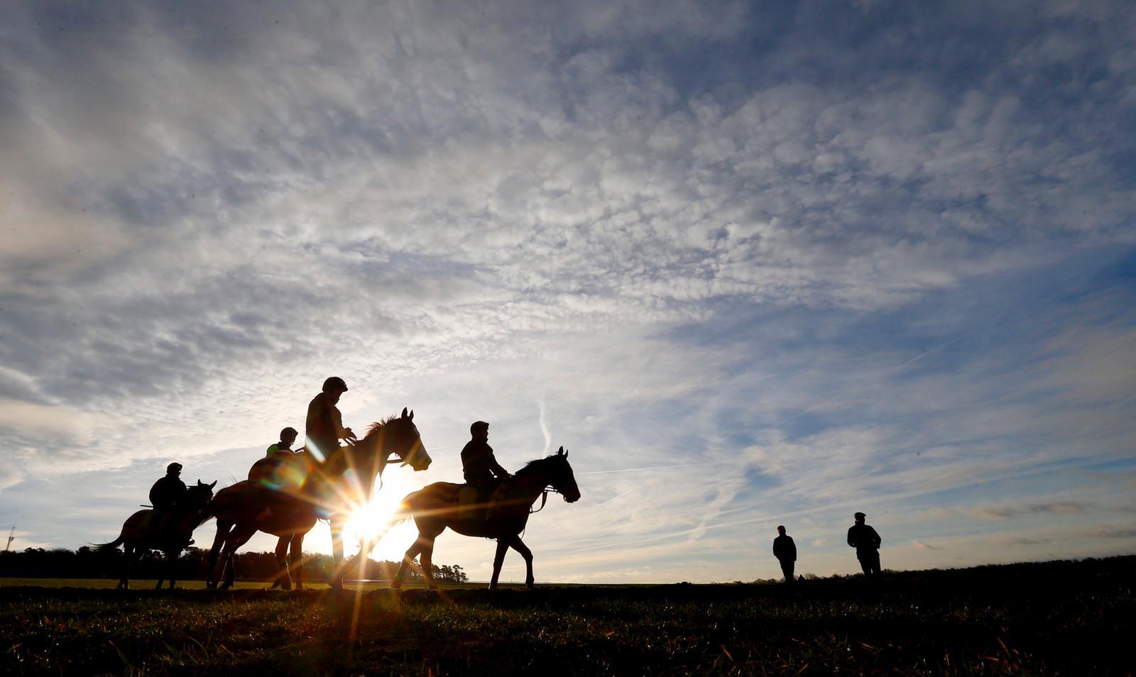 Opulence Thoroughbreds