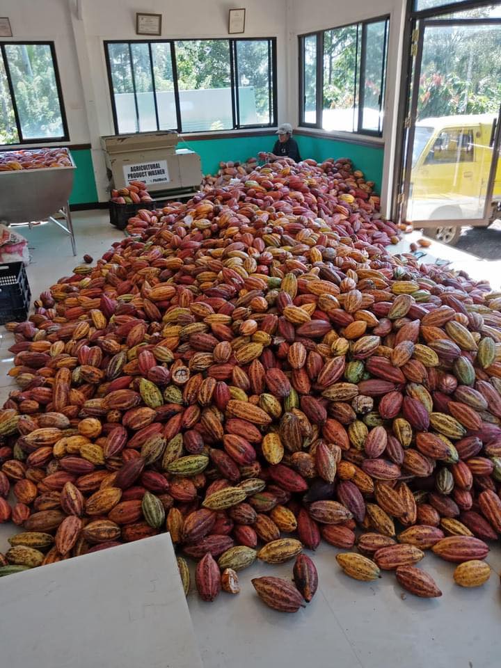 Rosit Cacao Farms & Banana Tissue Culture Laboratory | Davao City
