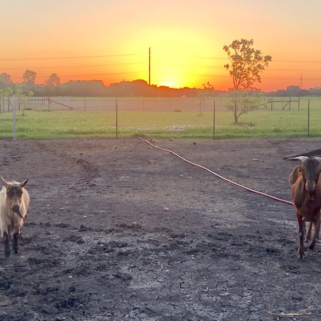 B & J Ranch | Hutto TX