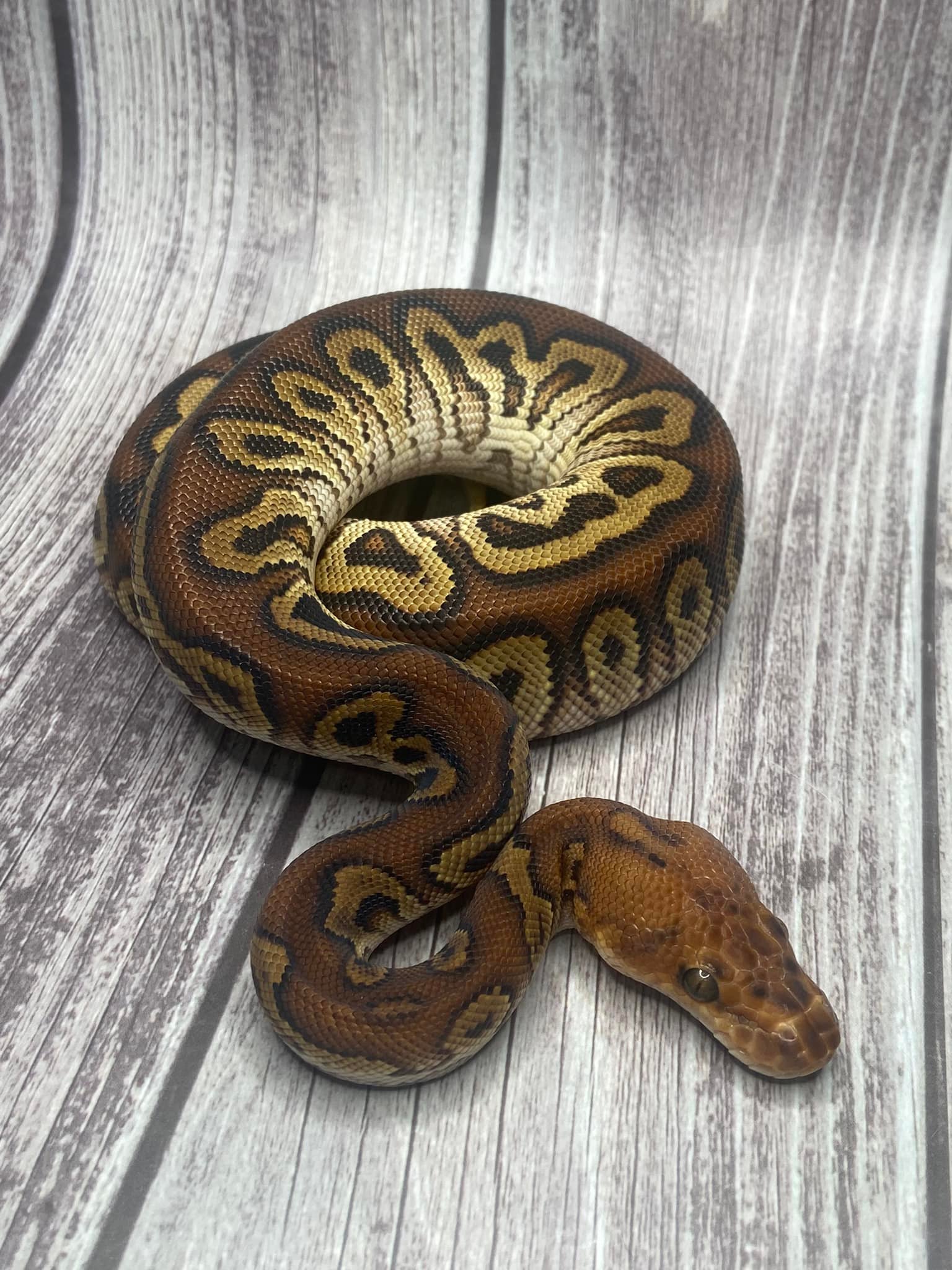 Central Florida Ball Pythons, LLC | Lakeland FL