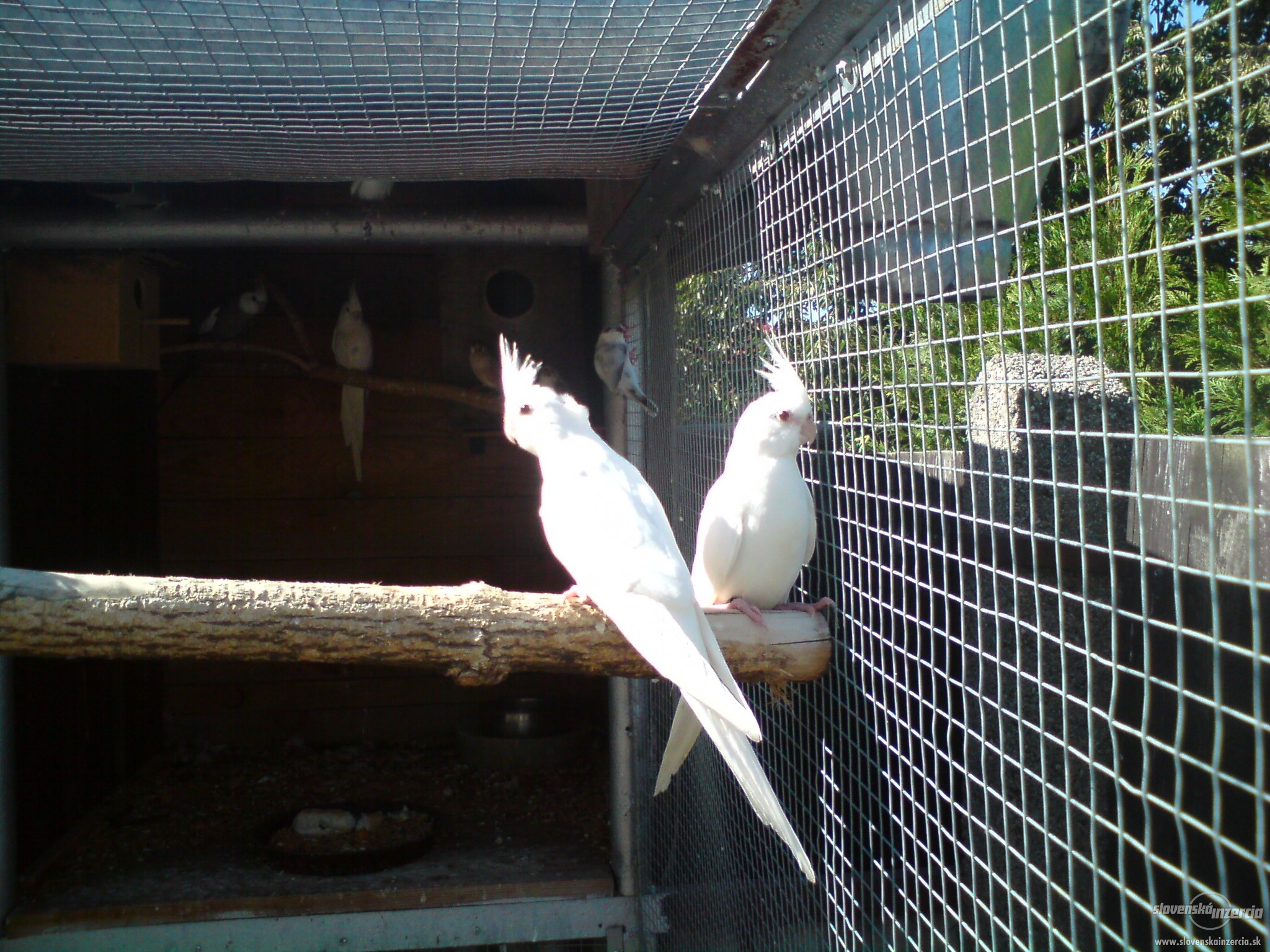 Image showcasing Northern Exotics Aviaries Canada - HARI- Hagen Avicultural Research ...