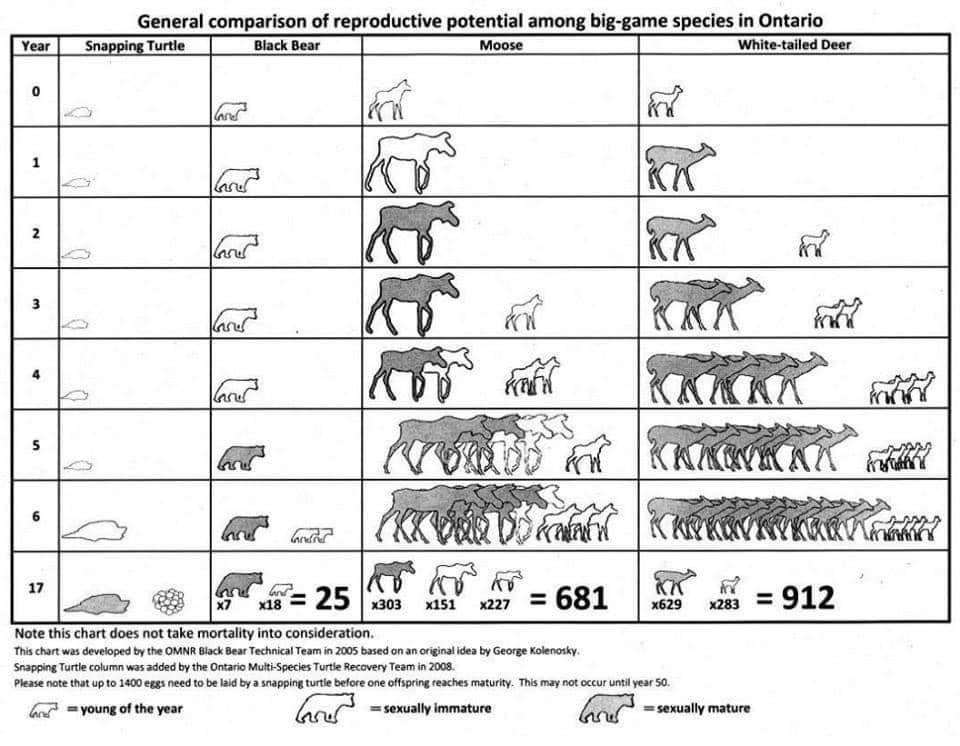 Animals With Slow Reproduction Rates