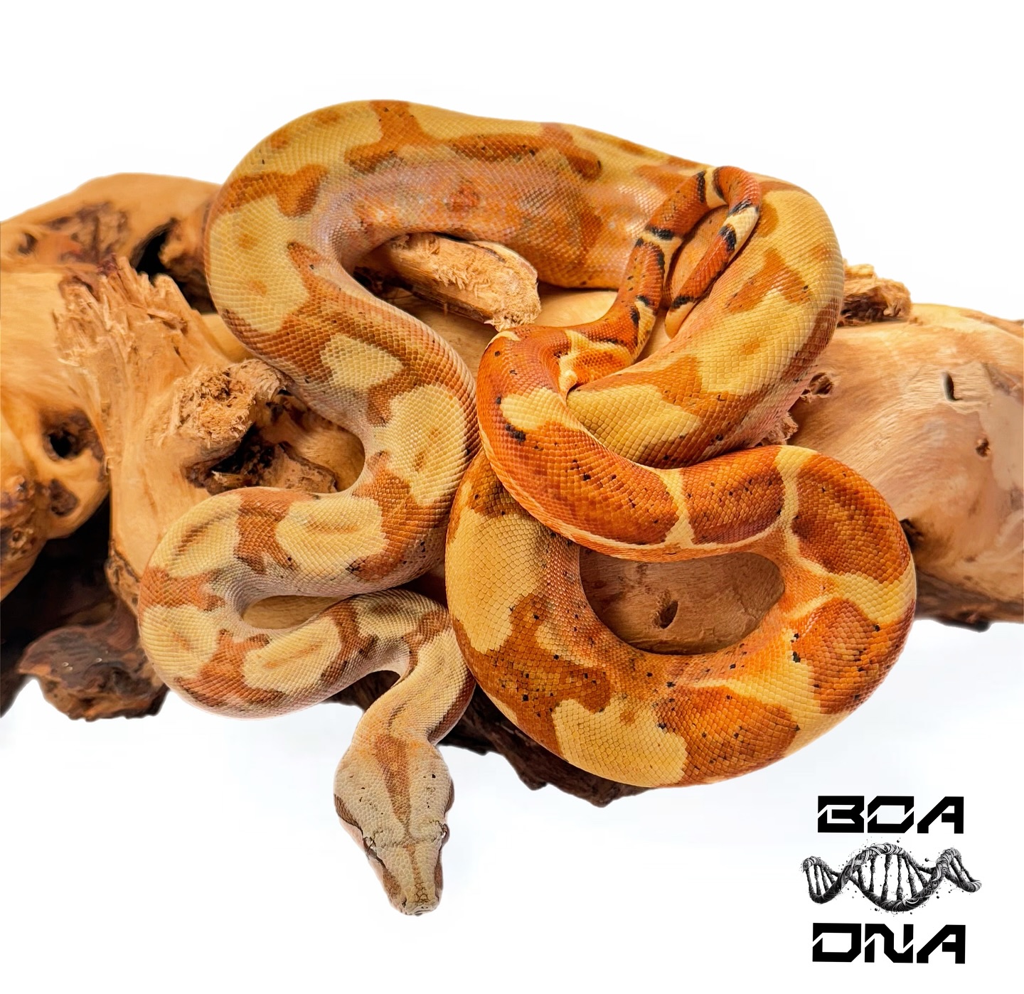 Hypo 66% Het Spector beauty!... - BOA DNA Exotic Constrictors | Facebook