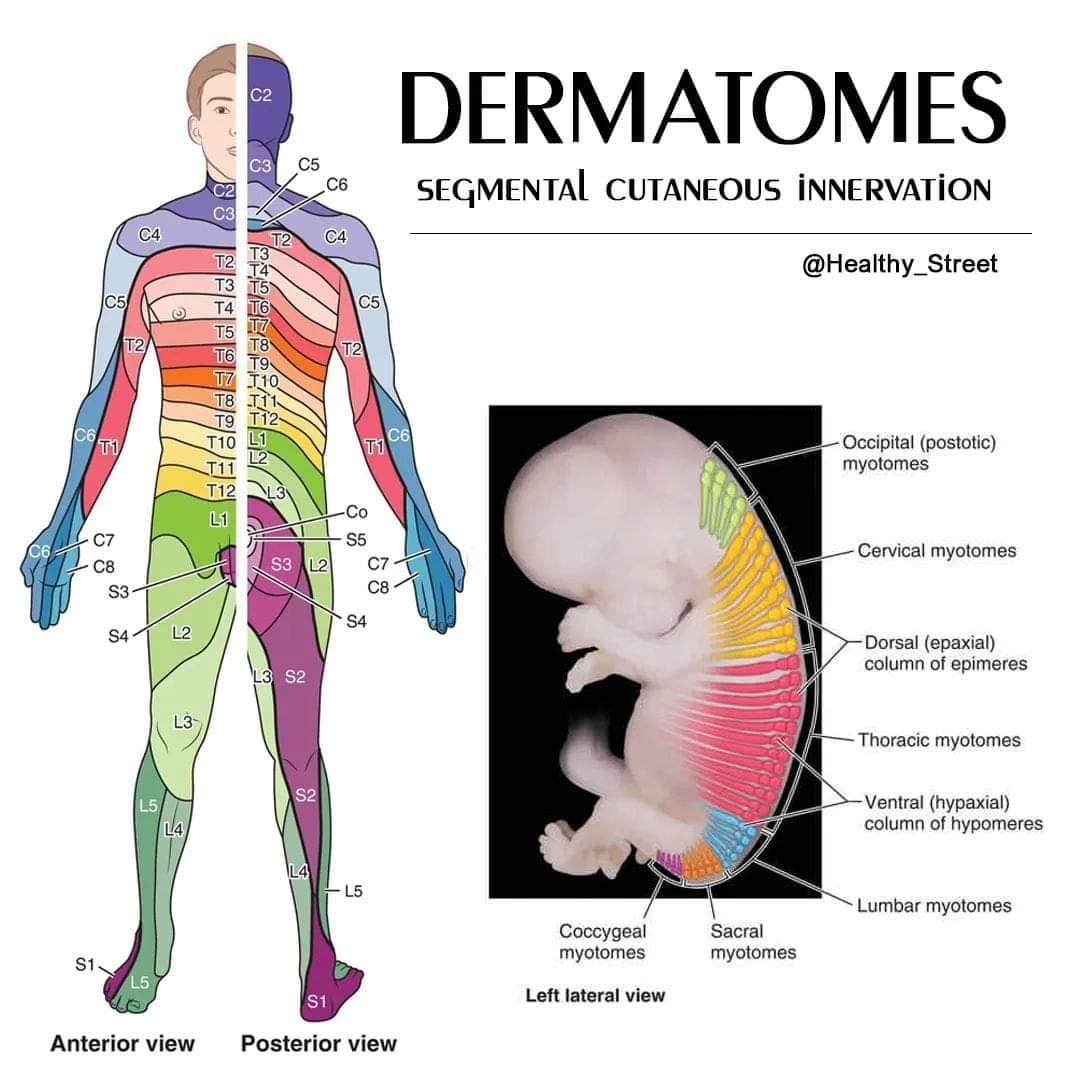 Blue Energy - 🔈 DERMATOMES - SEGMENTAL CUTANEOUS INNERVATION Dermatome ...
