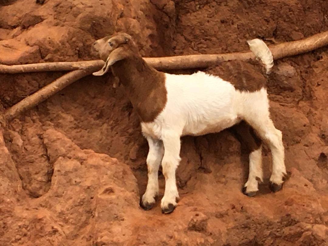 New little Happy Goat F1 Rams are... - Happy Goat Co Zim | Facebook