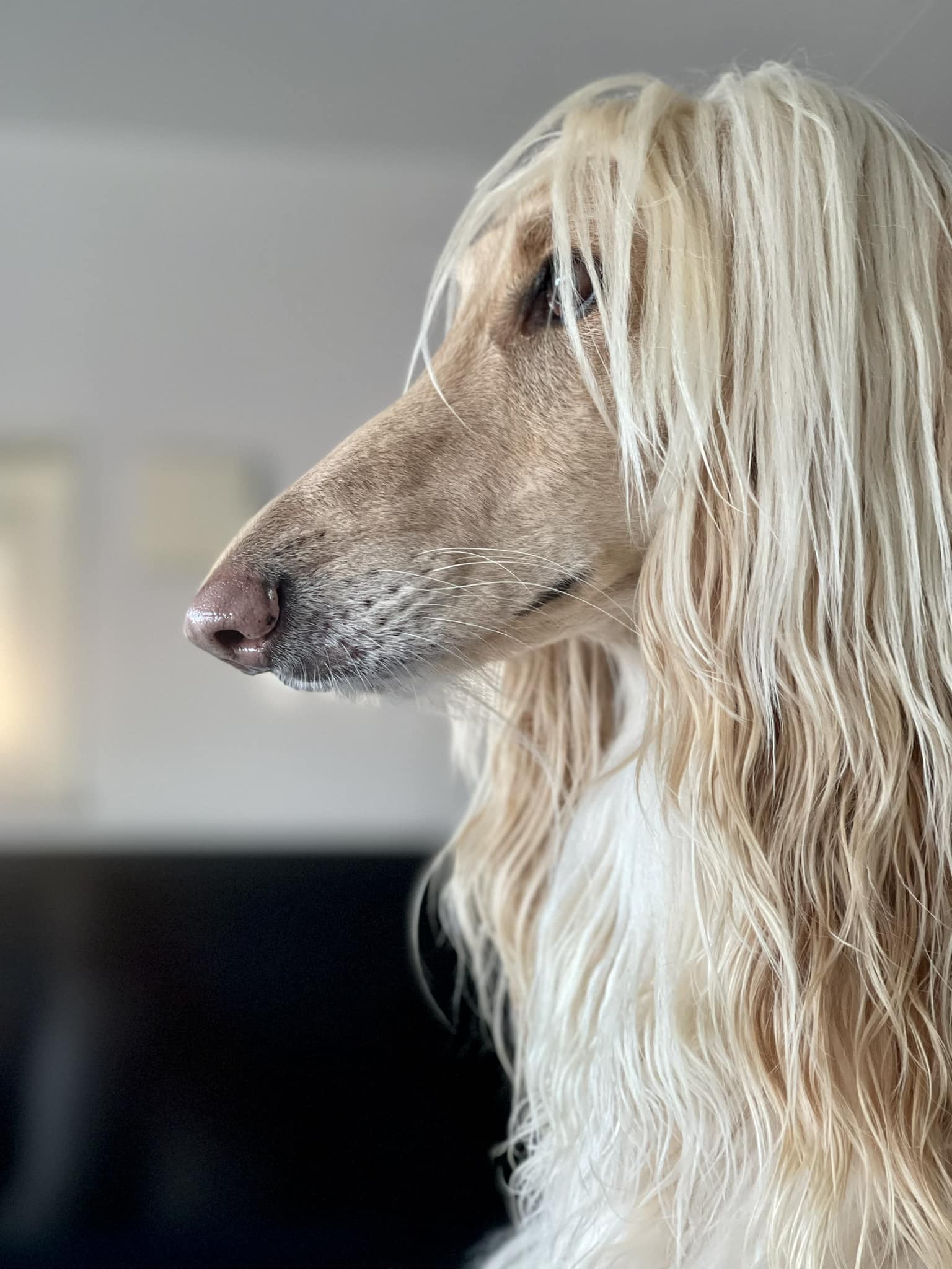 Understanding hound dogs' independent nature