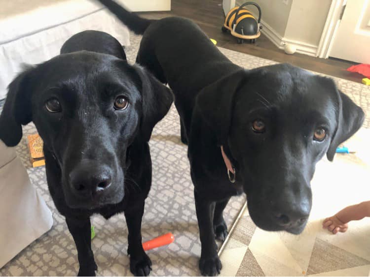 ‼️ ADOPTED ‼️ 🖤 Bonnie and Lucy 🖤... - Heartland Lab Rescue