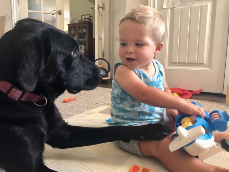 ‼️ ADOPTED ‼️ 🖤 Bonnie and Lucy 🖤... - Heartland Lab Rescue