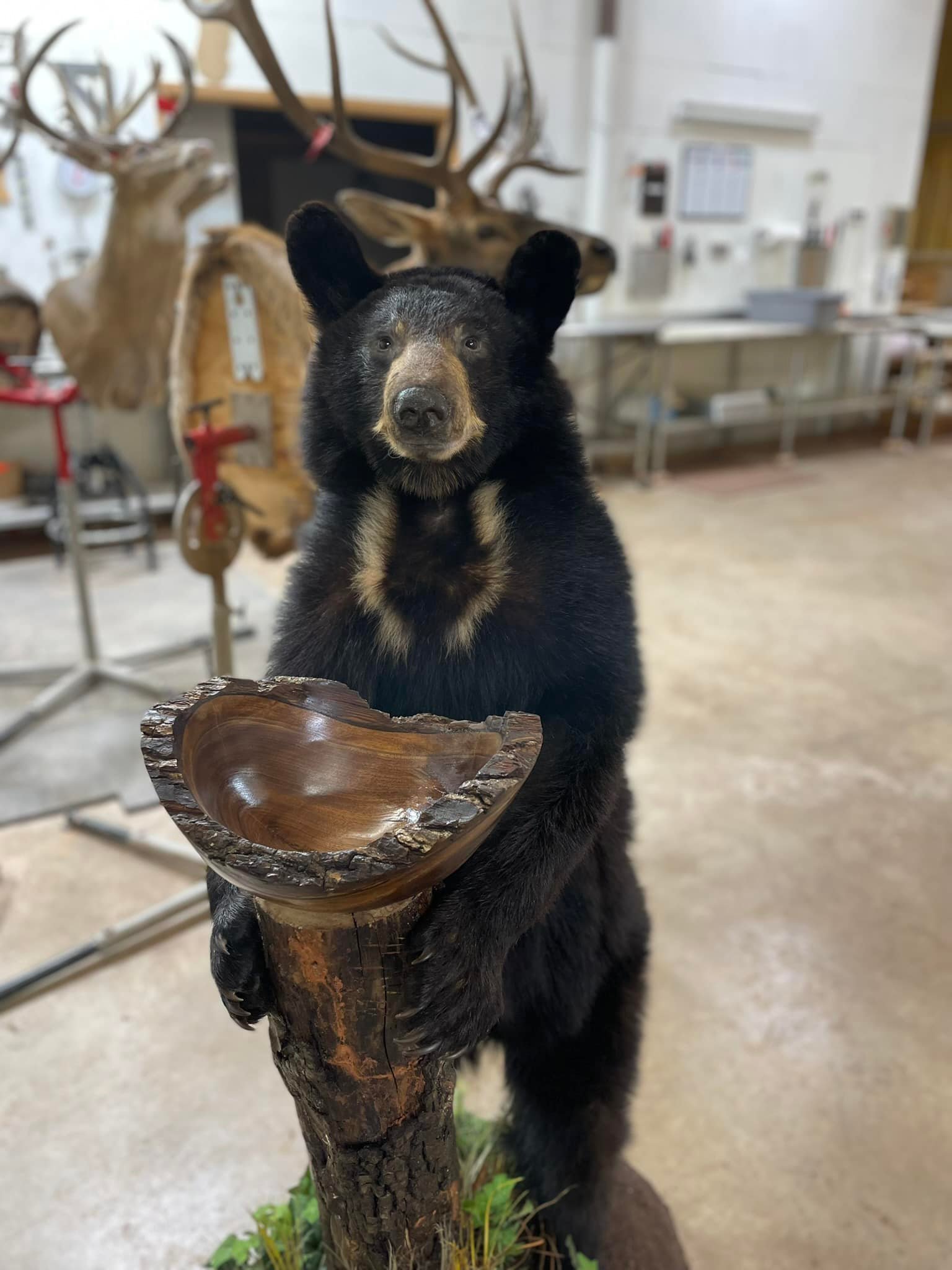 Casa De Taxidermy & Wild Game Processing | Newcastle OK