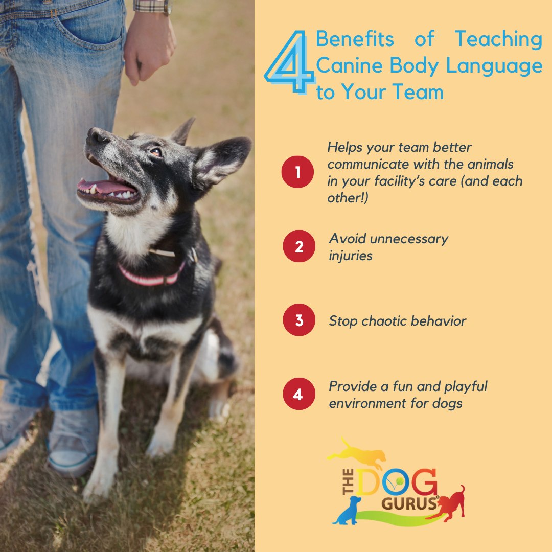 The Dog Gurus - Let's talk about canine body language. 🐕...