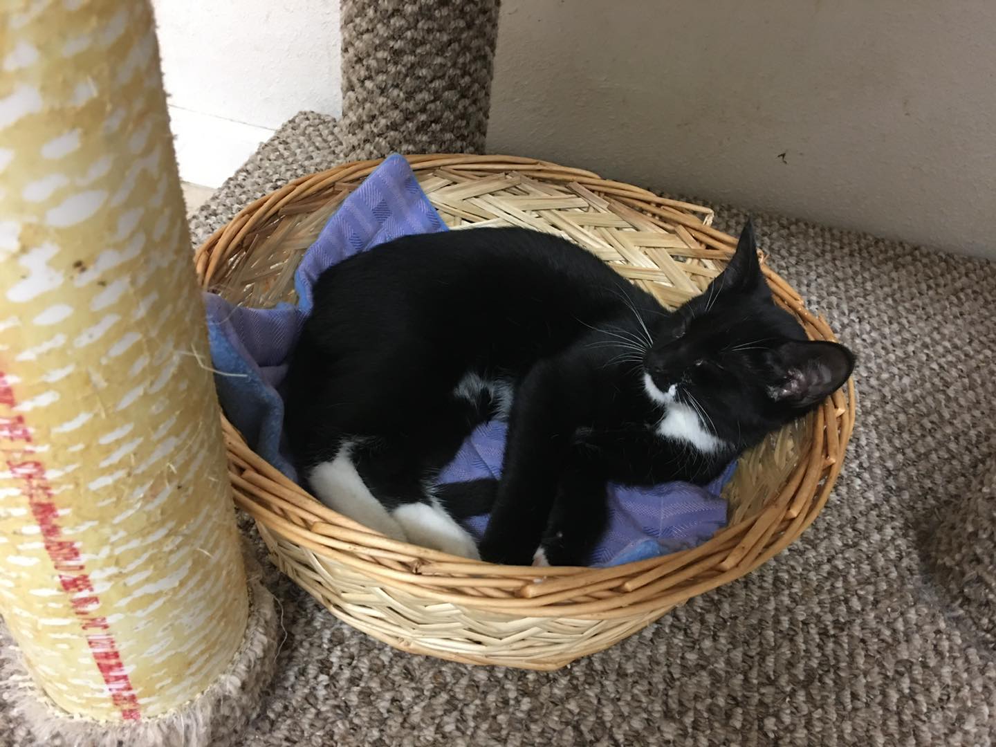 C.A.R.E. Animal Shelter (Critter Adoption & Rescue Effort, Inc.) added ...