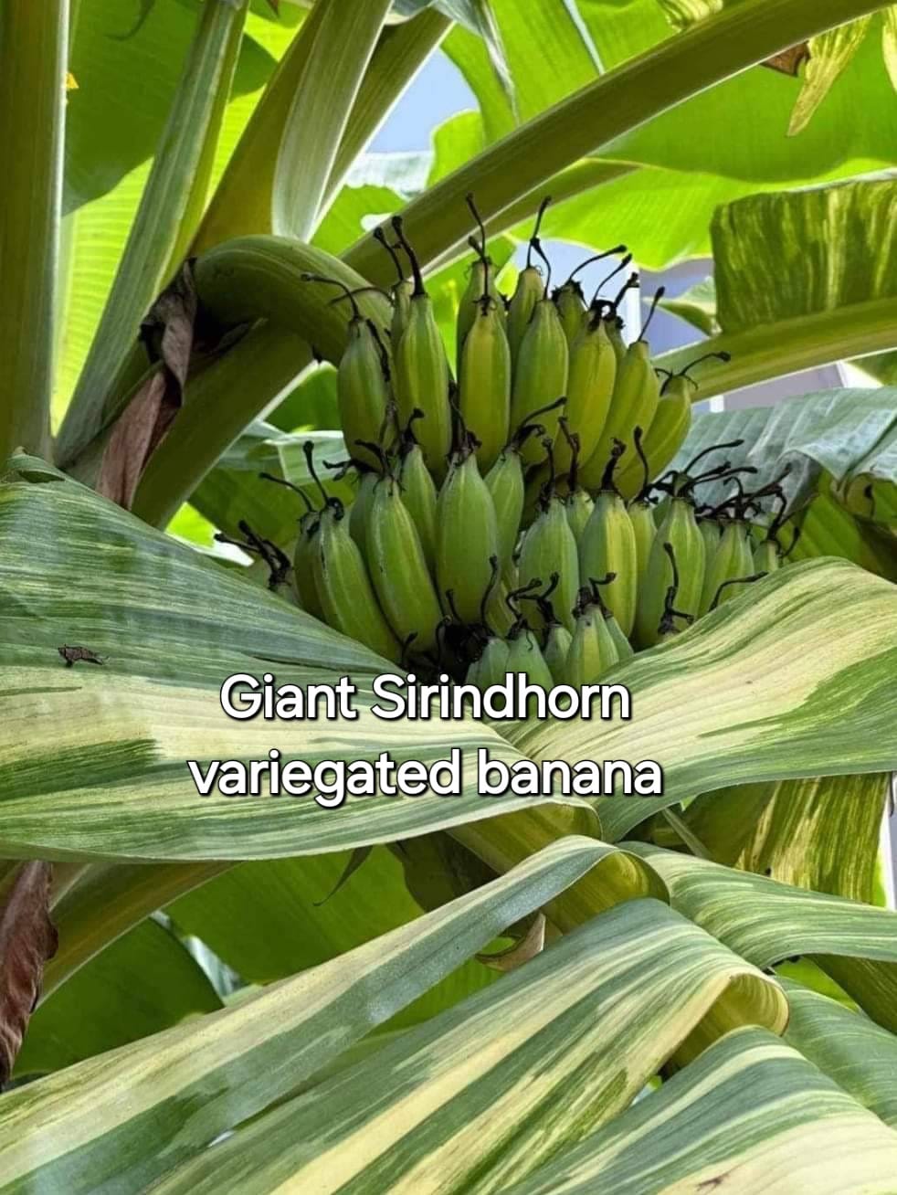 Musa Abb 'Kluai Namwa' variegated banana from Thailand