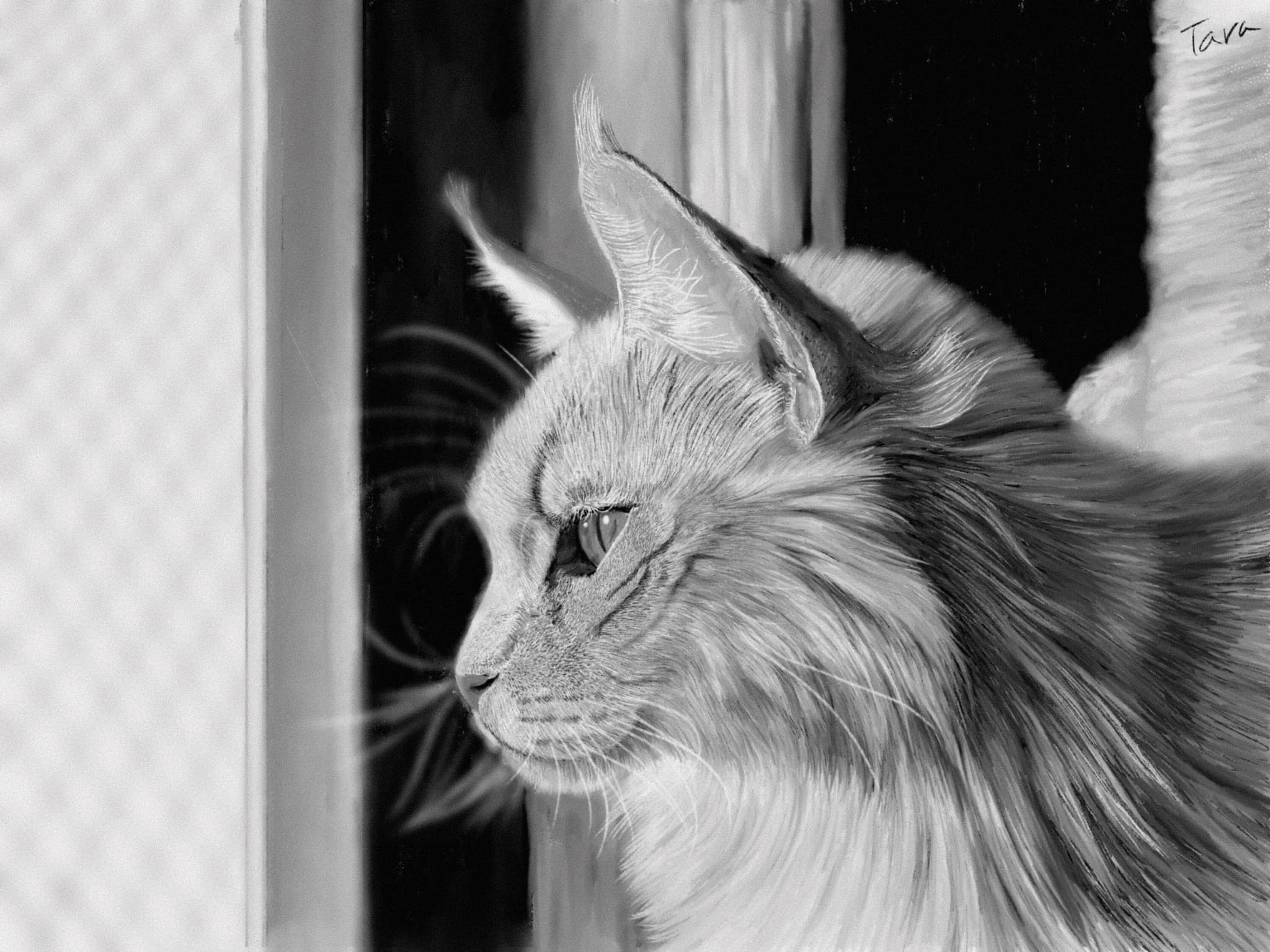 Cats Dogs And Animal Art Illustration By Tara Facebook