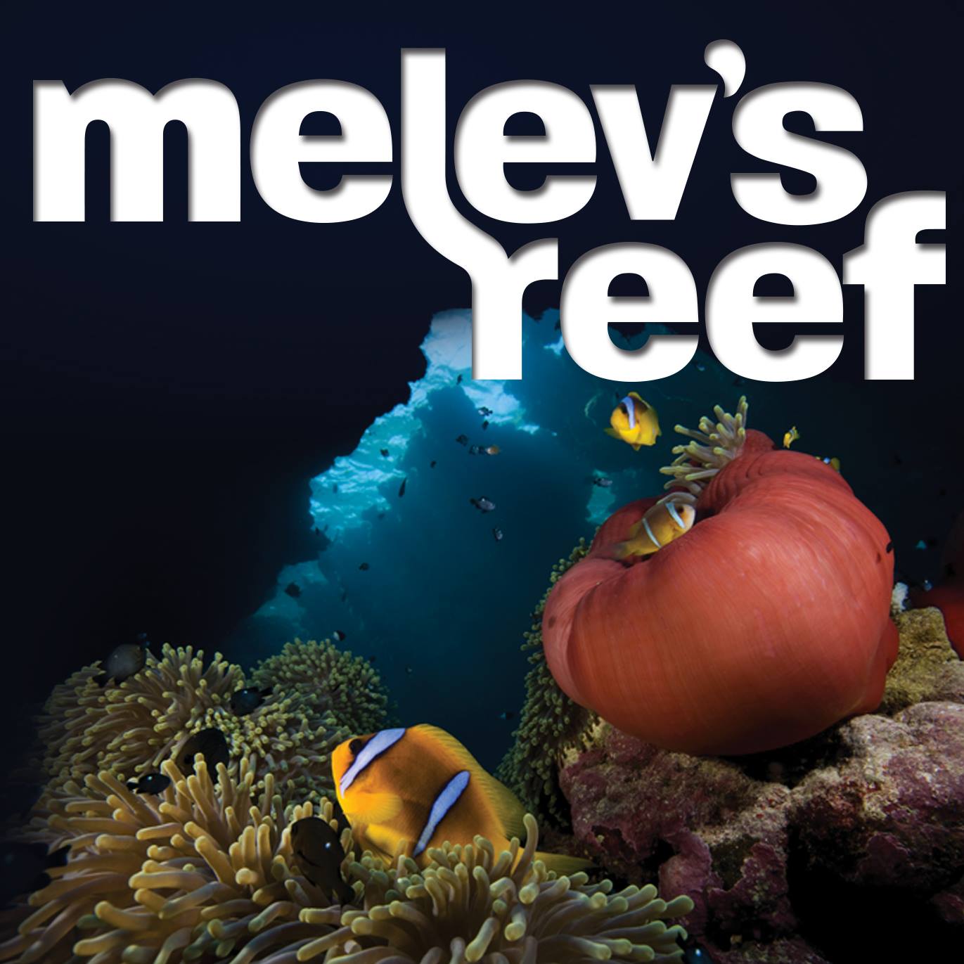 This filtration room supports a 375-gallon reef tank located 20’ away ...