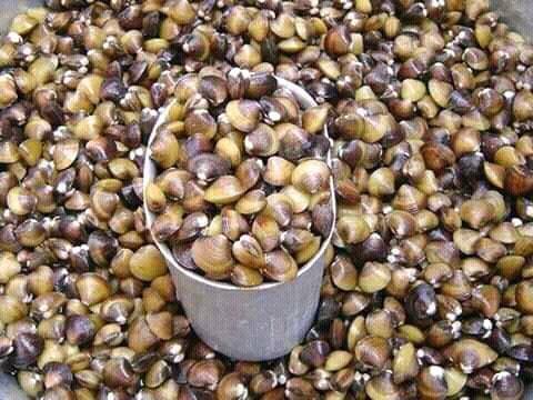 Polillo Quezon - Sahang Tikad Balakwit Tapalang ... | Facebook