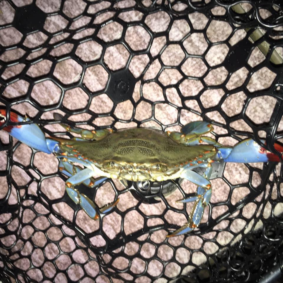Stone Crab Season 2026 is here!!! Pots are in! Looking forward to ...