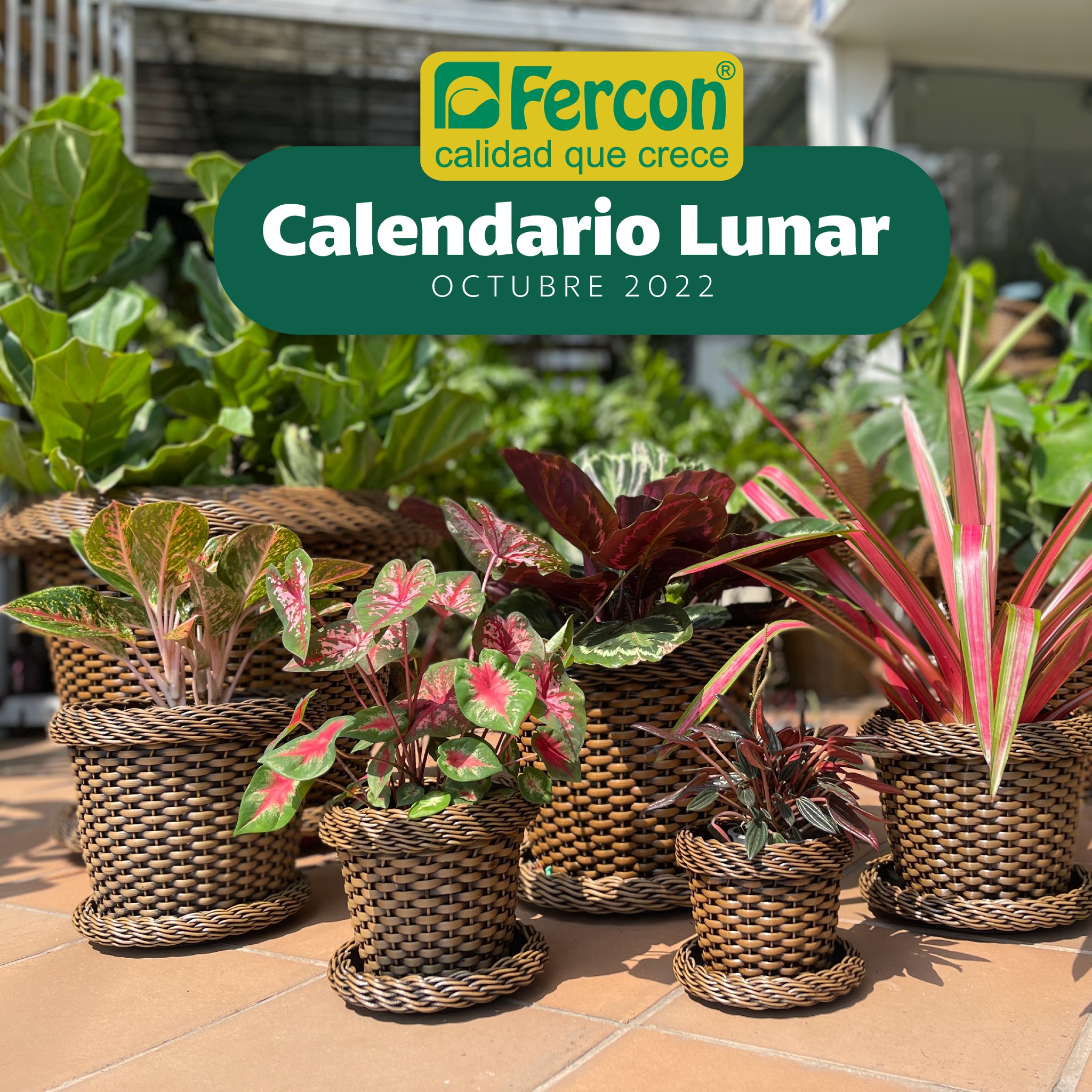 Fercon S.A. - Nuestras plantas nos regalan vida y color... | Facebook