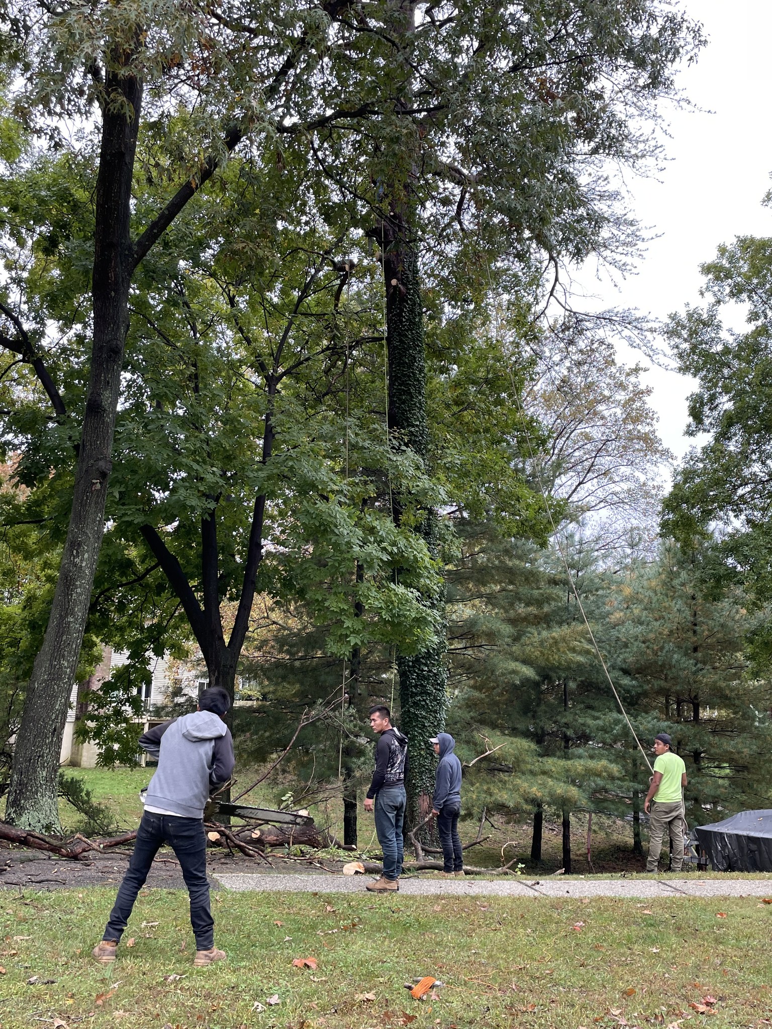 Mendez Tree Professionals