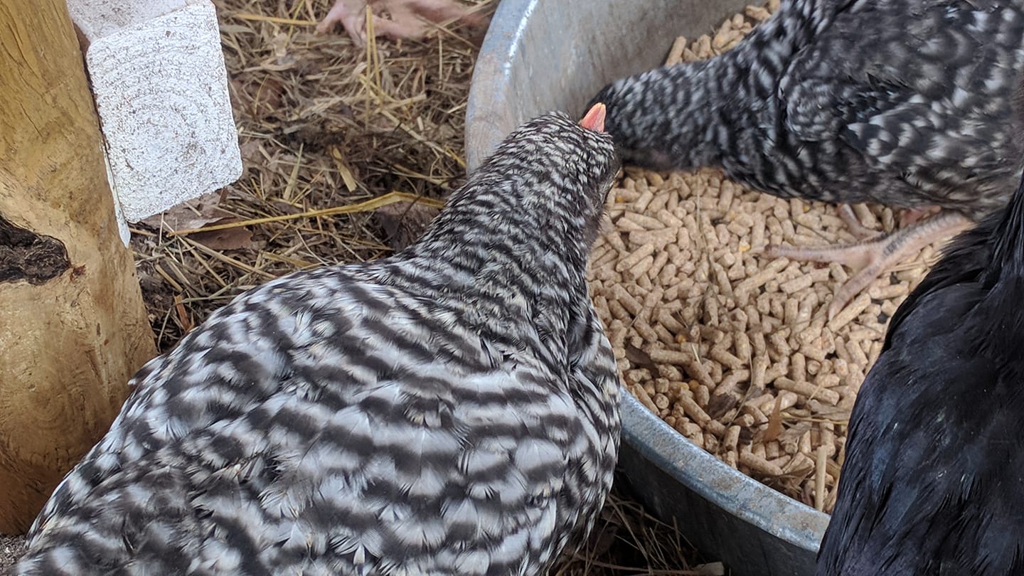 Flockin' Kids | Dingmans Ferry PA