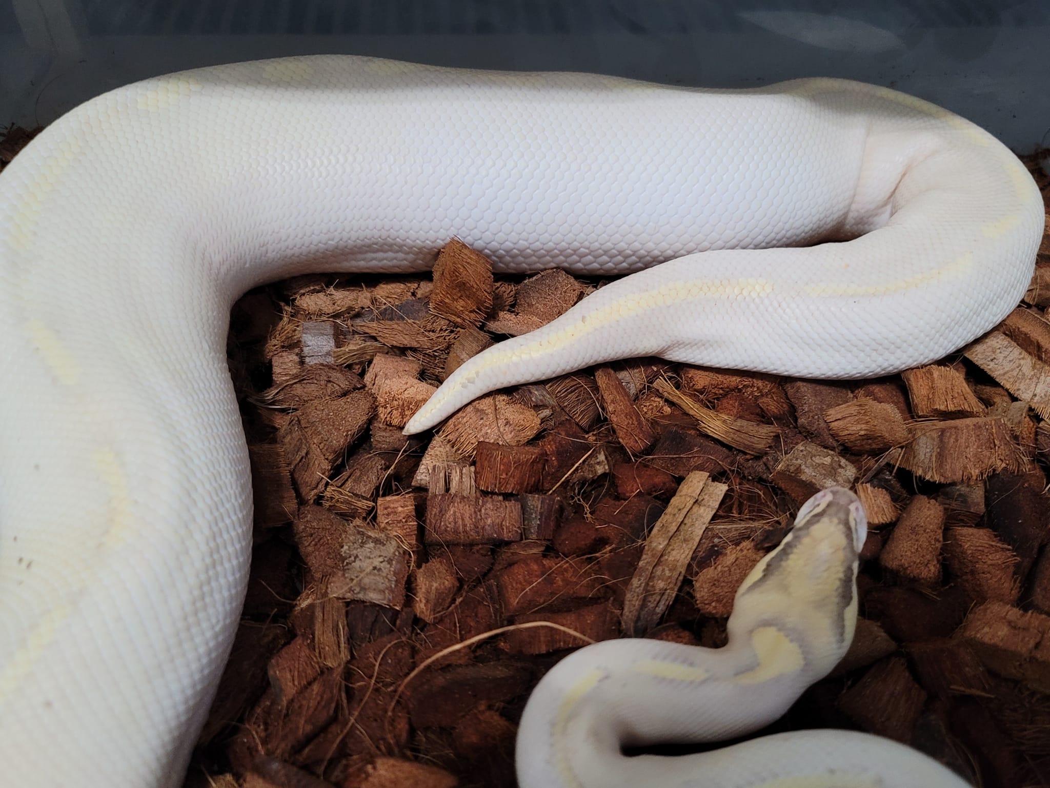Postal Pythons | Daytona Beach FL