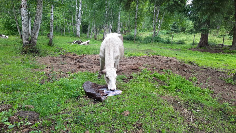 Spoiled Rotten Ranch | Clearwater BC