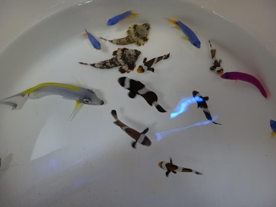 New marine fish acclimating from a... - Hobart PET Centre