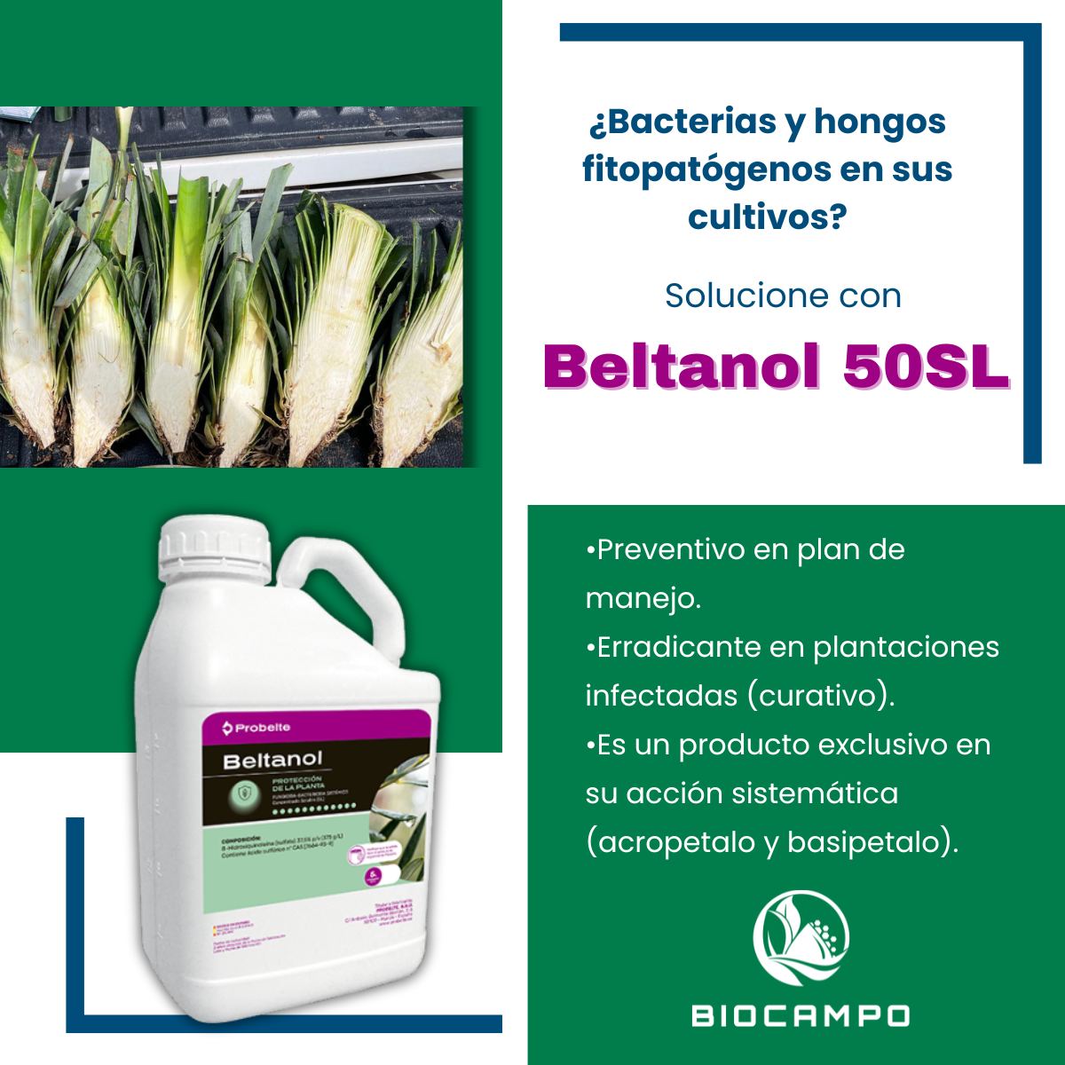 Biocampocr - Bactericida-Fungicida comprobado en el Cultivo De Piña ...