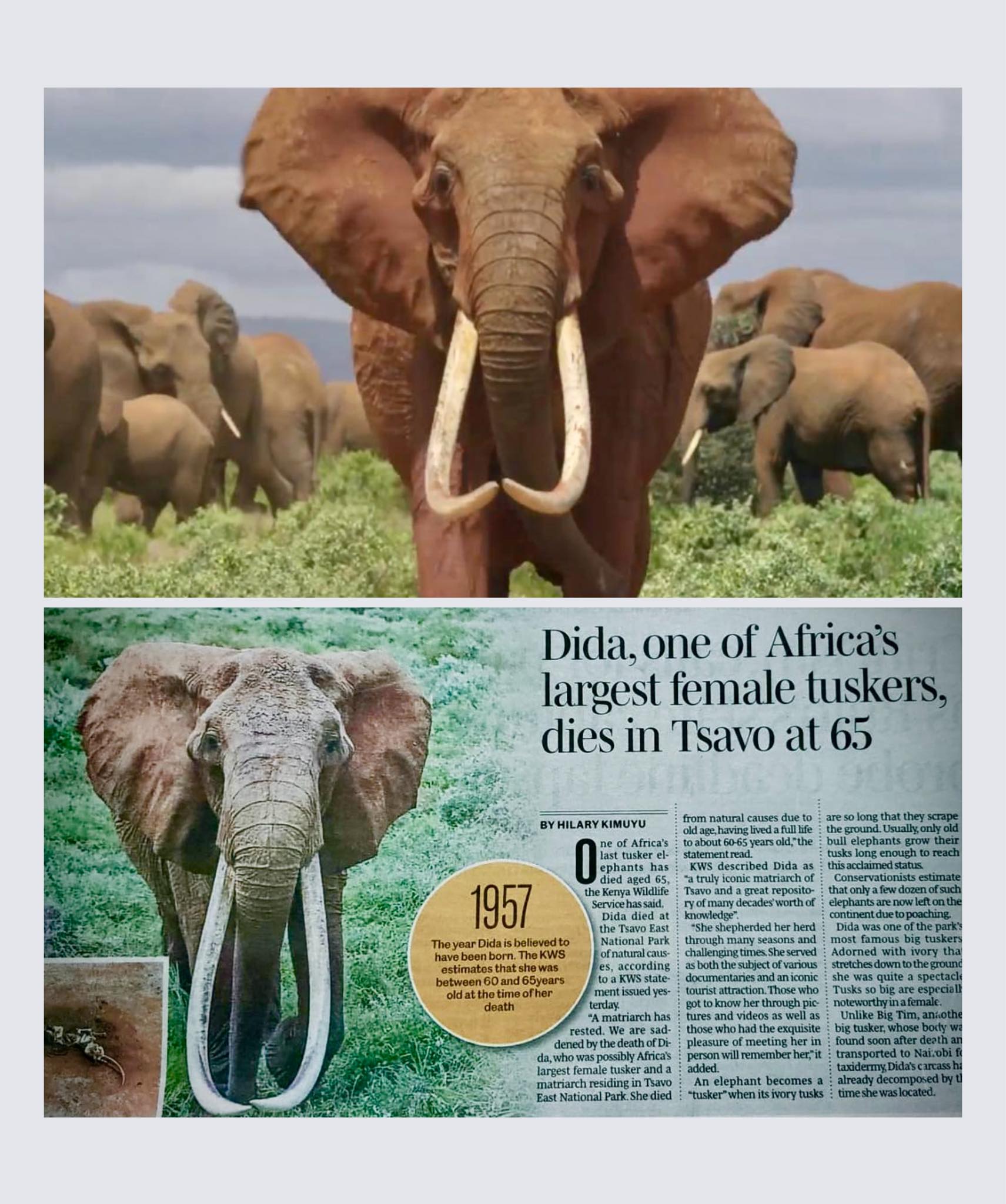 The Elephant - RIP ‘Dida’ aka ‘Eldora’. One of Tsavo’s super-matriarchs ...