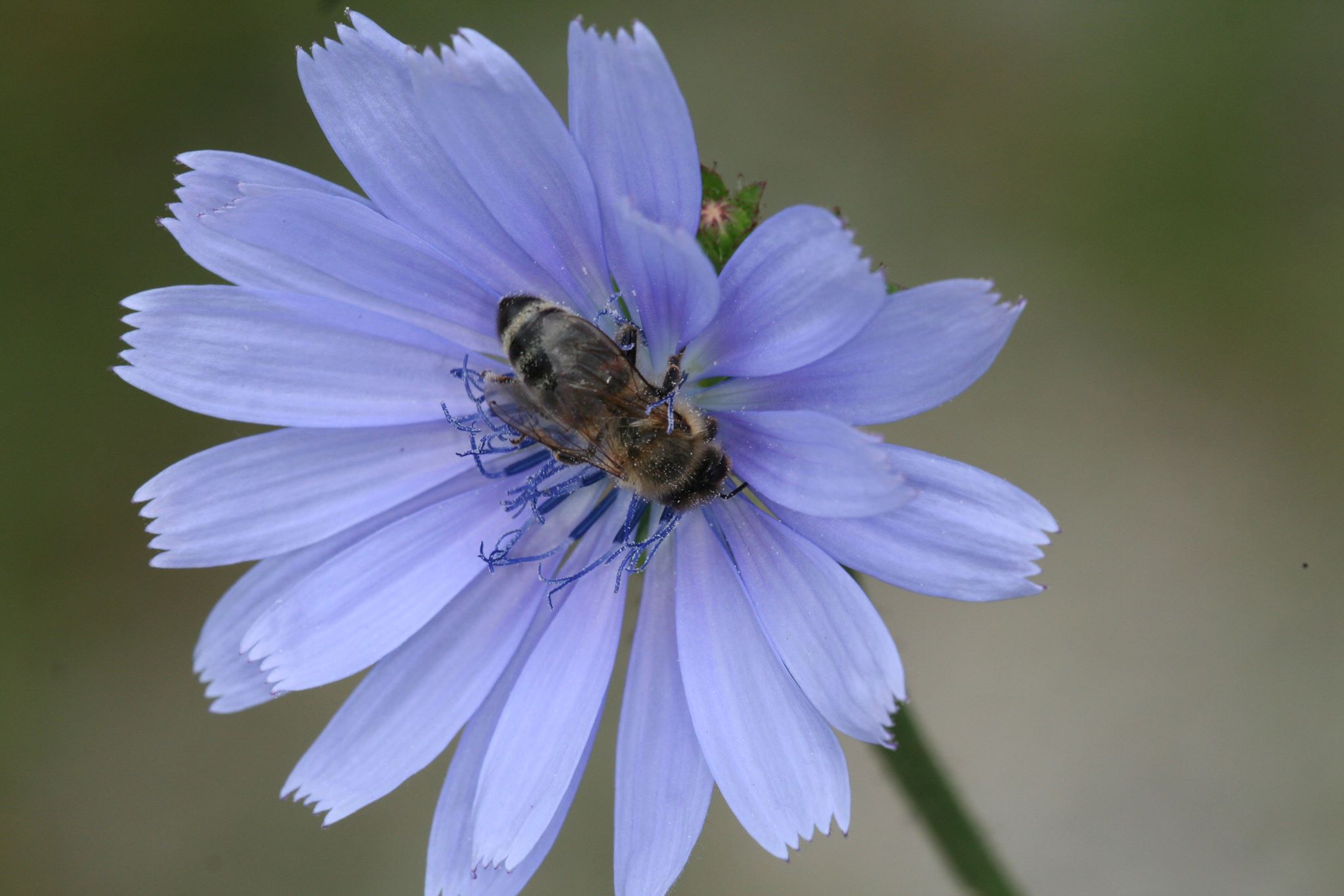 Čebelarstvo... - Čebelarstvo Kozinc / Beekeeping Kozinc