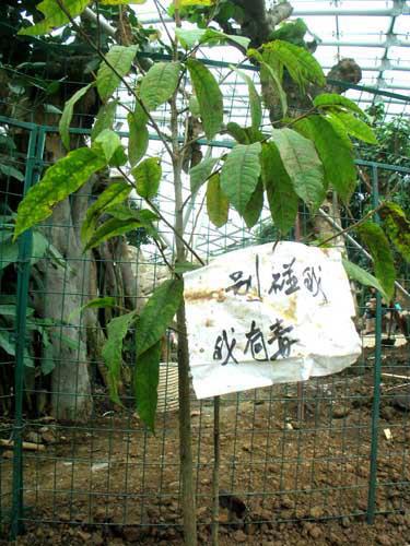 台灣護樹團體聯盟 - 箭毒木是世界上現今所知道最毒的一種植物。 傳說中的“見血封喉”就是這個樹種的枝葉、樹皮等搗成泥之後塗在箭上面用來當作武器 ...