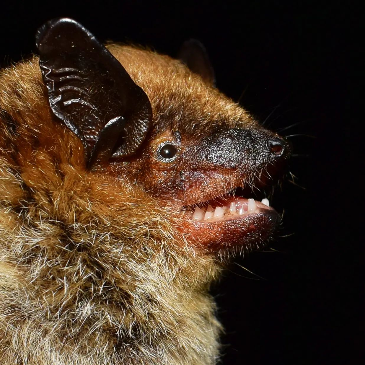 The Big - Eptesicus fuscus es un murciélago insectívoro aéreo que puede ...