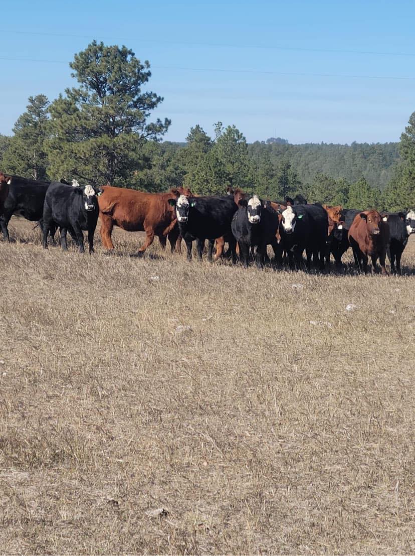 Rockin Redden Ranch | Crawford NE