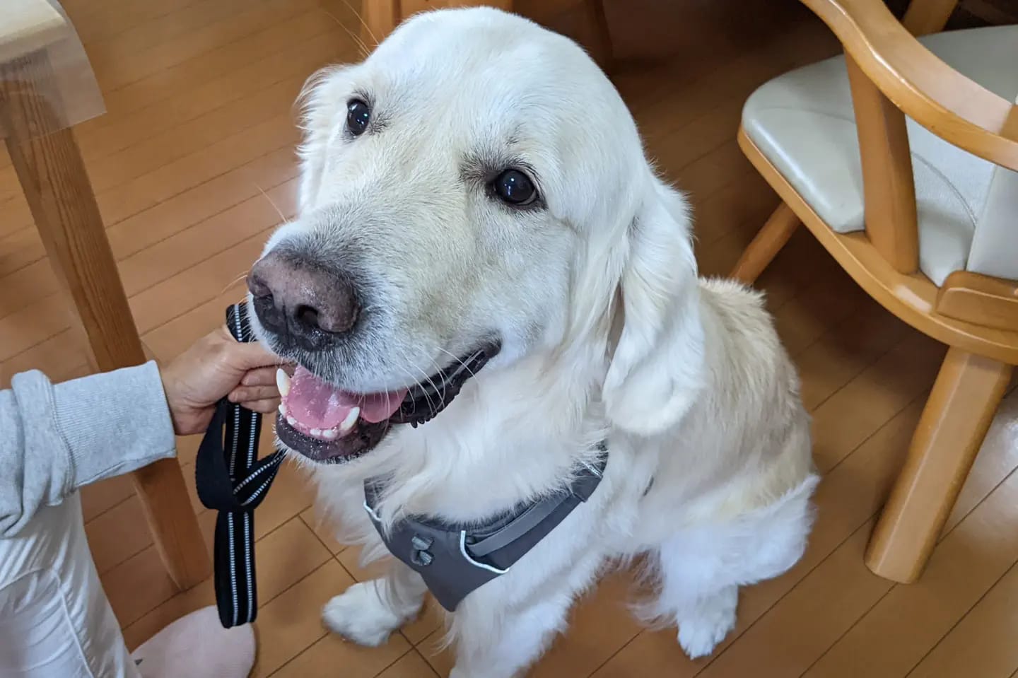 犬の整体 マッサージ ストレッチ Dog Momimomi Fujisawa Shi Kanagawa Facebook