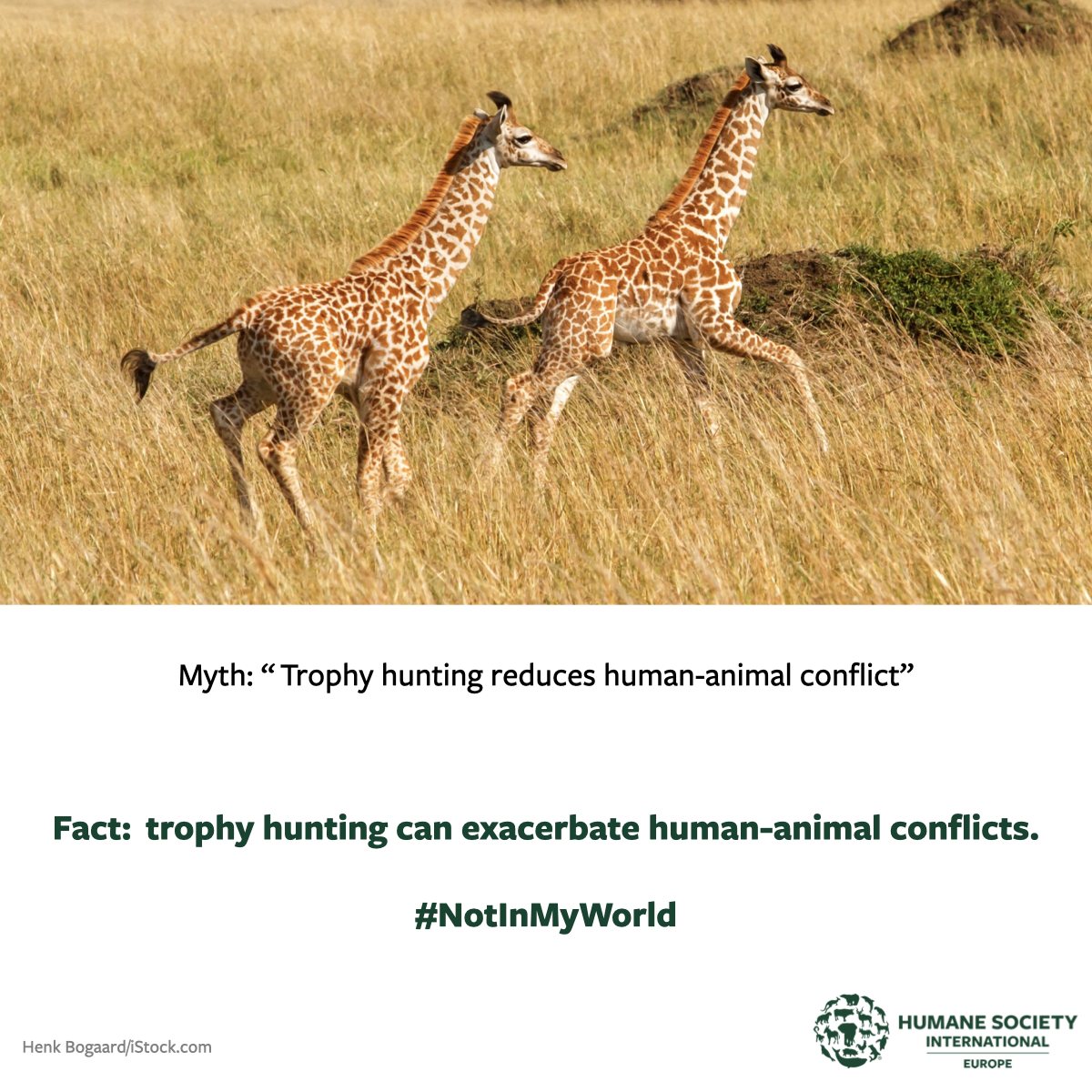 Humane - 👉 Myth #6 of trophy hunters debunked 😱 FACT: Trophy hunting ...