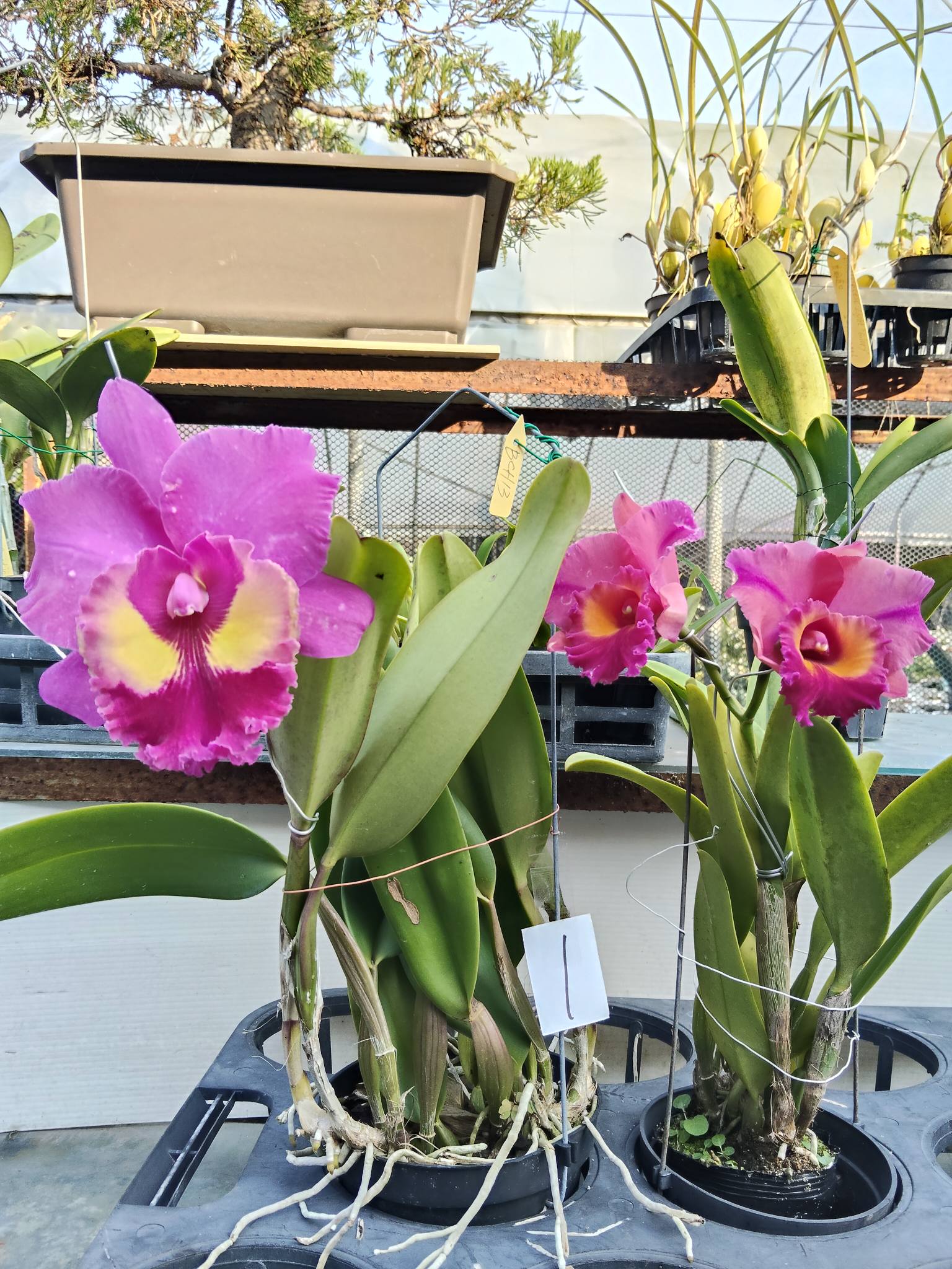 出售色花系富貴蘭“紅陽”臘質亮紅色圖一花照.售圖二.三植株（圖三劃圈處