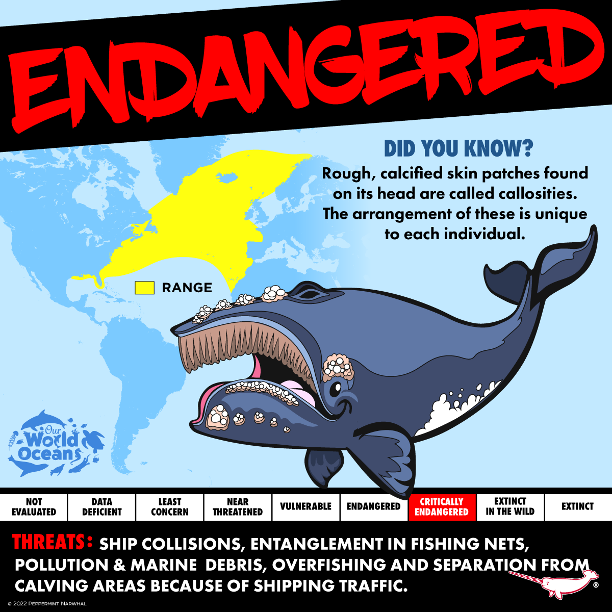 Peppermint - ENDANGERED: North Atlantic Right Whale (balaena glacialis ...
