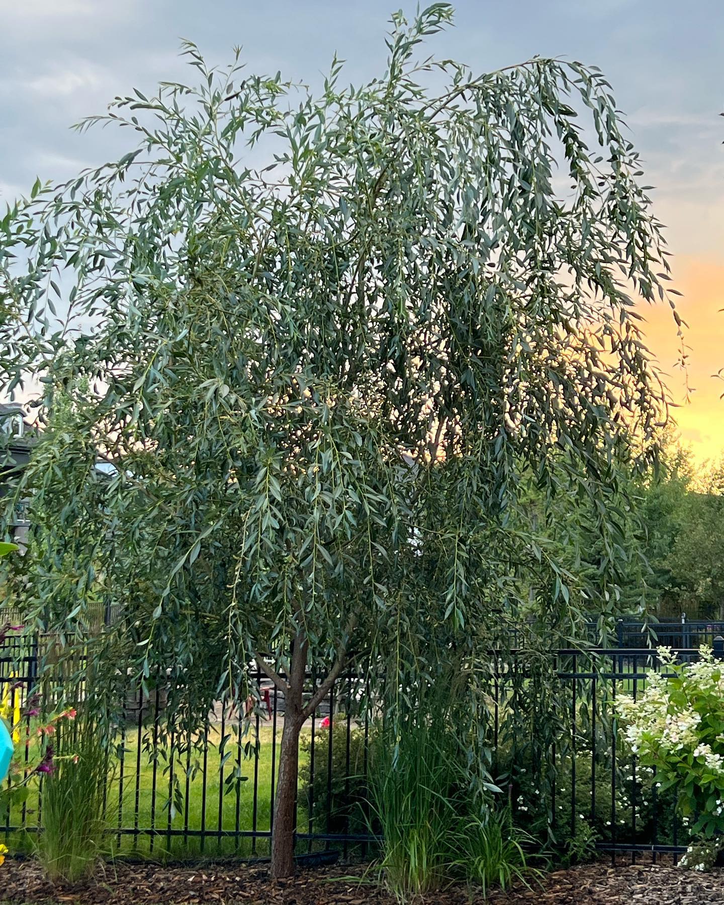 The Prairie Cascade Willow.... - Spruce It Up Garden Centre | Facebook